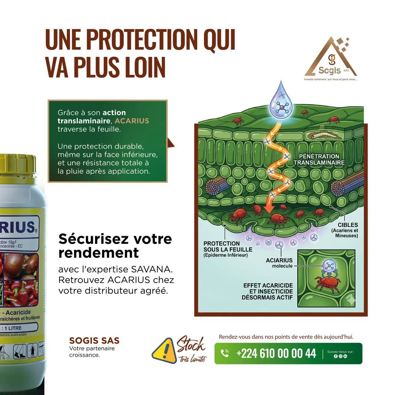 Action translaminaire d’ACARIUS dans la feuille