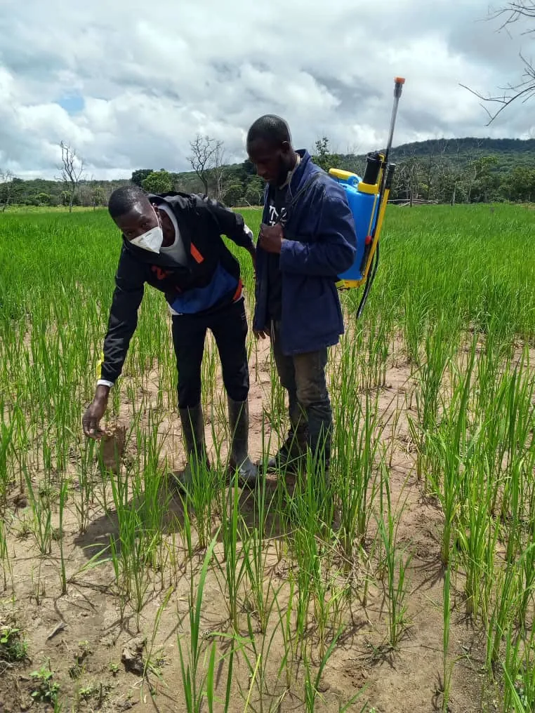 Technicien SOGIS conseillant un producteur dans une rizière